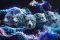 MAN WITH A MISSION Marks Anniversary with New Visual, Confirms 2026 Festival Run