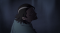 Digimon Beatbreak Episode 38 Preview and Screenshots Released