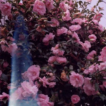 Without you
