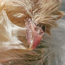 SWALLOW!