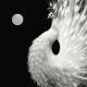 Yin and Yang