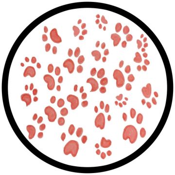 The Groovy Cat - Extended Mix