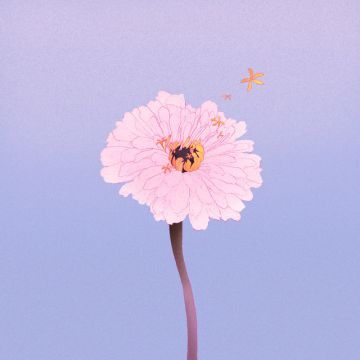 百日草