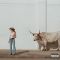 Horses and Divorces