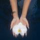 like an orchid / kembali - Baila's Lullaby