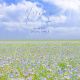 Weather Diary