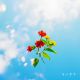 Lantana
