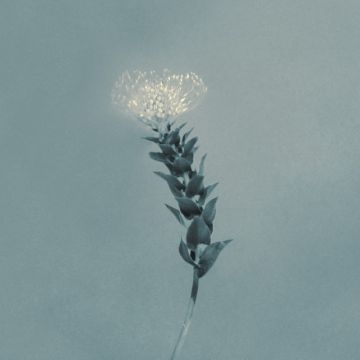 Still, a Flower