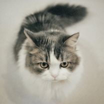 ファジーボーイ