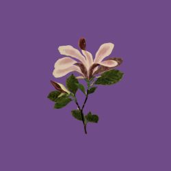 I Want You to Tell Me the Moon is Beautiful!