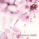 Sakura Chill