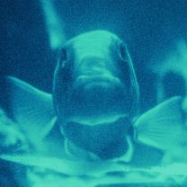 Isshun