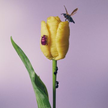 Harunohi