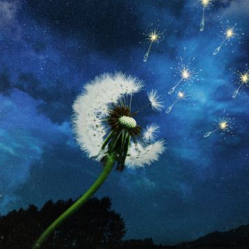 花火
