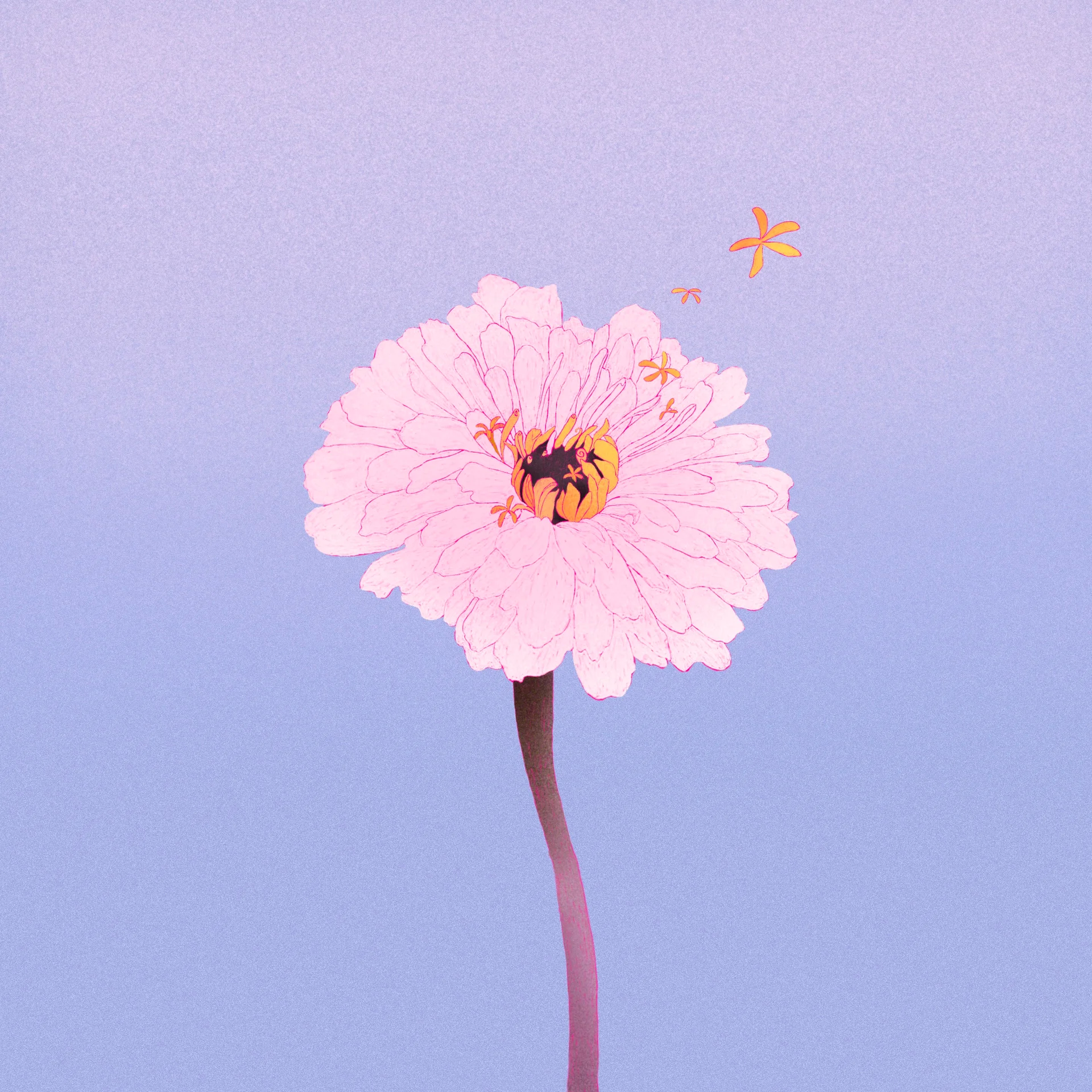 Ružičasti zinnia cvet na gradijentnoj plavo-ljubičastoj pozadini