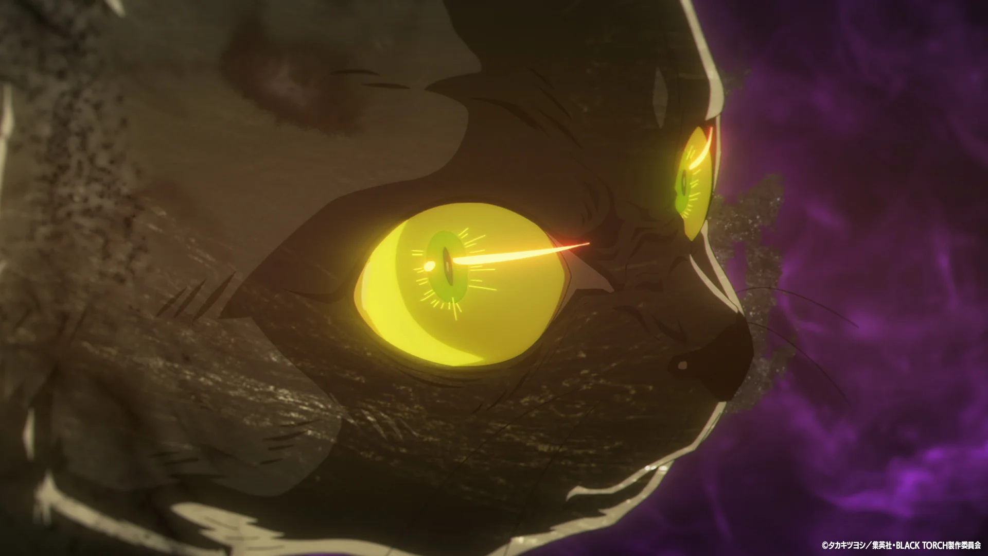 Close-up of the black cat Rago with glowing eyes